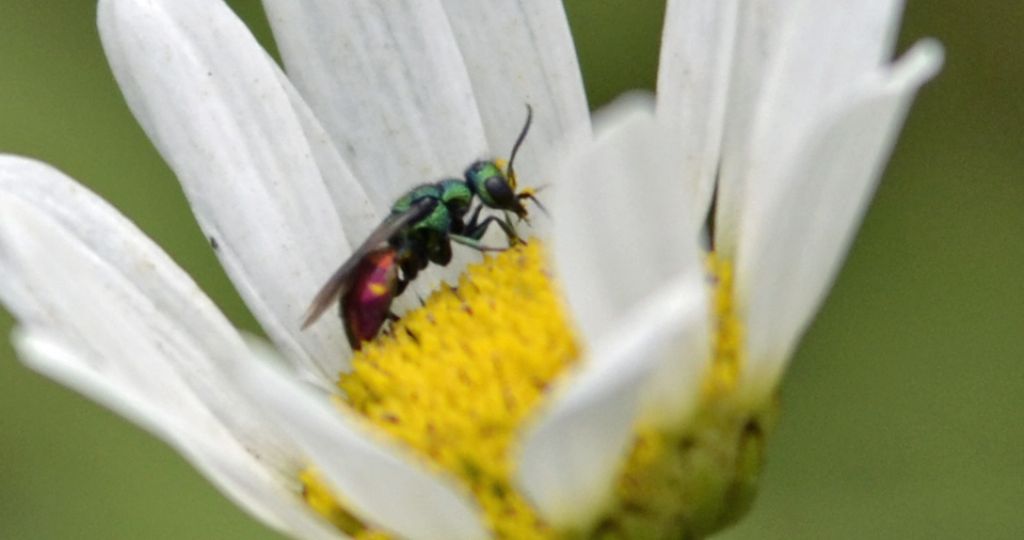 Hedychrum rutilans, Chrysididae